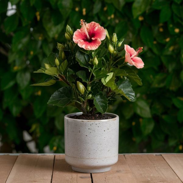 Hibiscus-Plant
