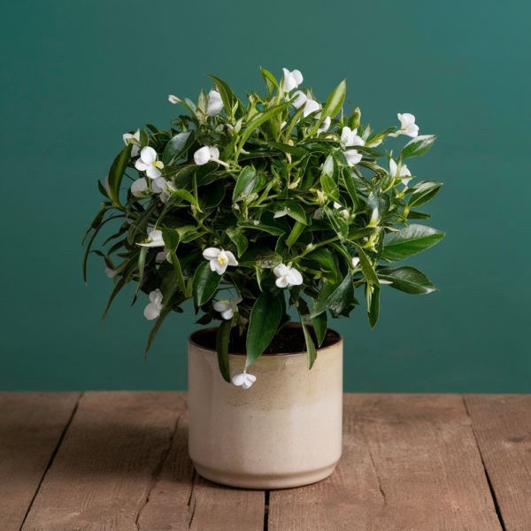 Jasmine-Plant