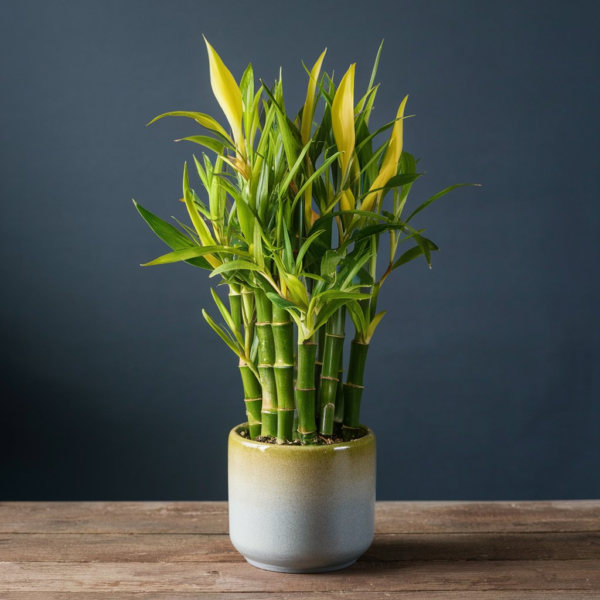 LUCKY-BAMBOO