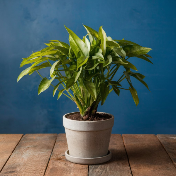 Money-Plant
