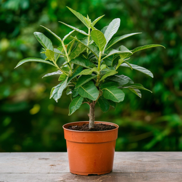 NEEM-Plant
